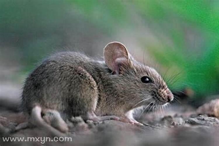 梦见家有老鼠走动什么预兆？