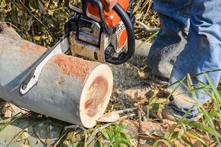 梦见别人砍树是什么意思？