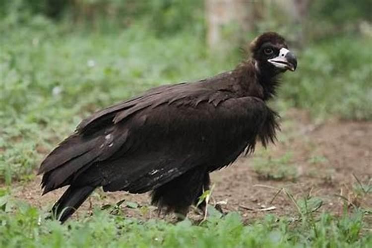 梦见雕是什么意思？