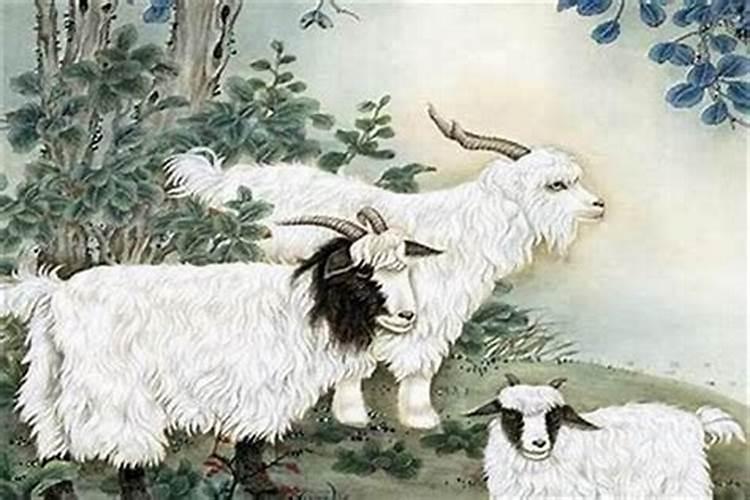 属羊和属猴的八字合吗？