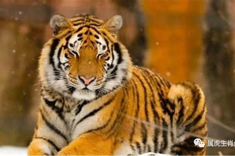 属虎32岁2026年运势