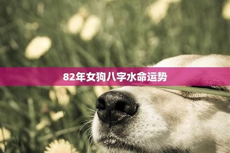 82年女狗人2026年运势如何？