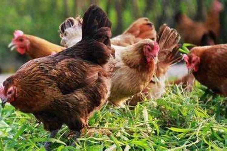 属鸡的2026年的运程事业运1月