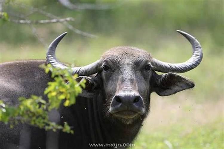 梦见三头水牛向我冲好不好？