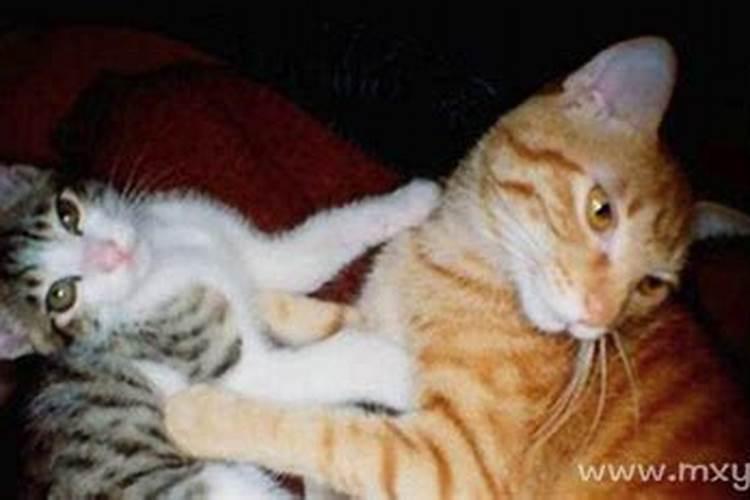 梦见打猫是什么意思周公解梦？