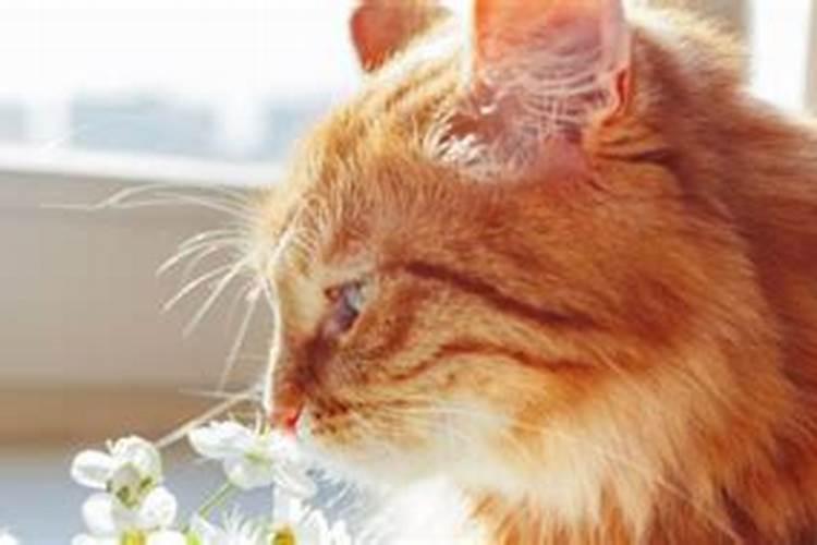 梦见猫是什么预兆女性解梦？