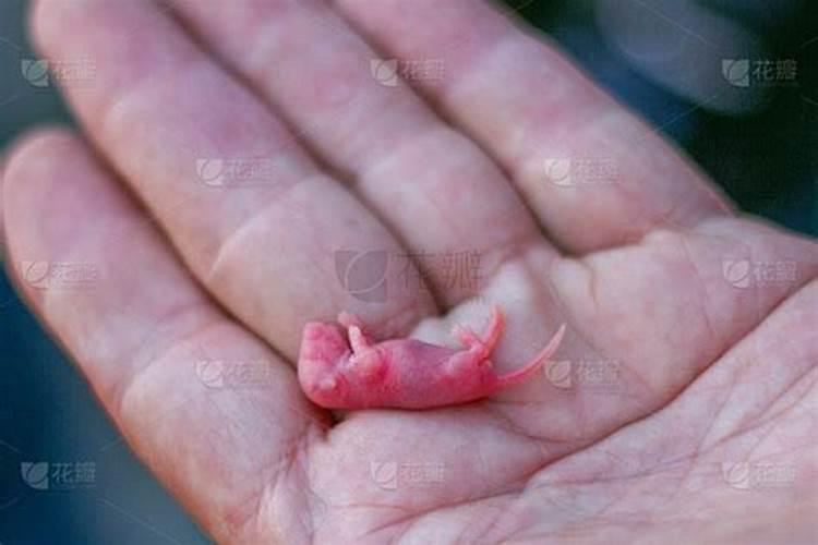 老鼠七月十五出生