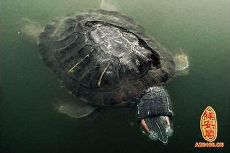 梦到乌龟是什么情况？