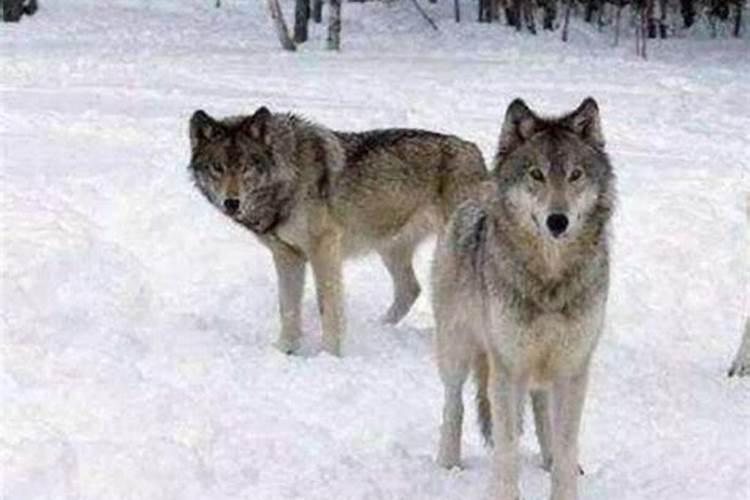 梦见狼和狗预示着什么？