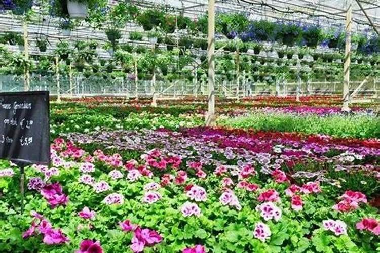 腊月可以买哪些花苗？