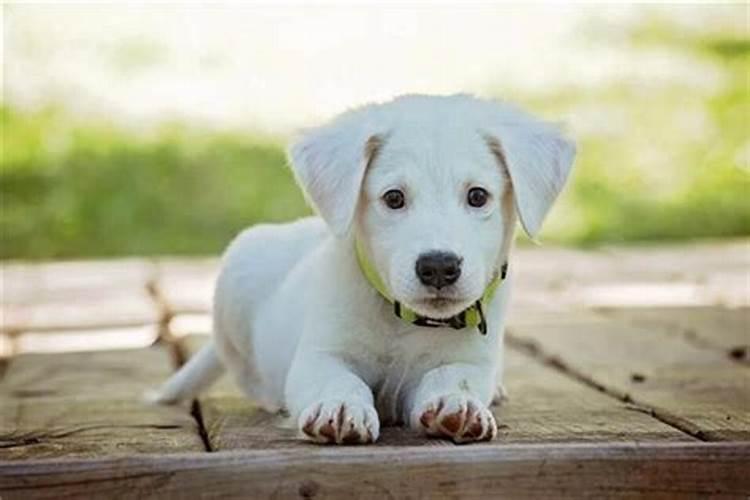 梦到狗咬是什么？