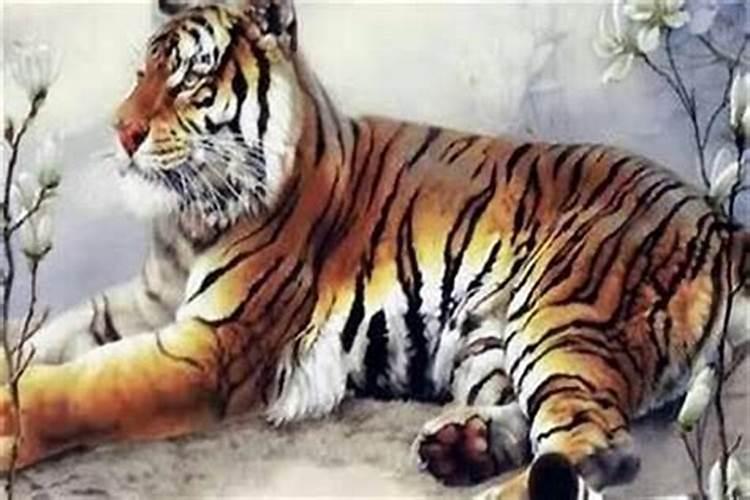 属虎48岁本命年穿什么颜色？