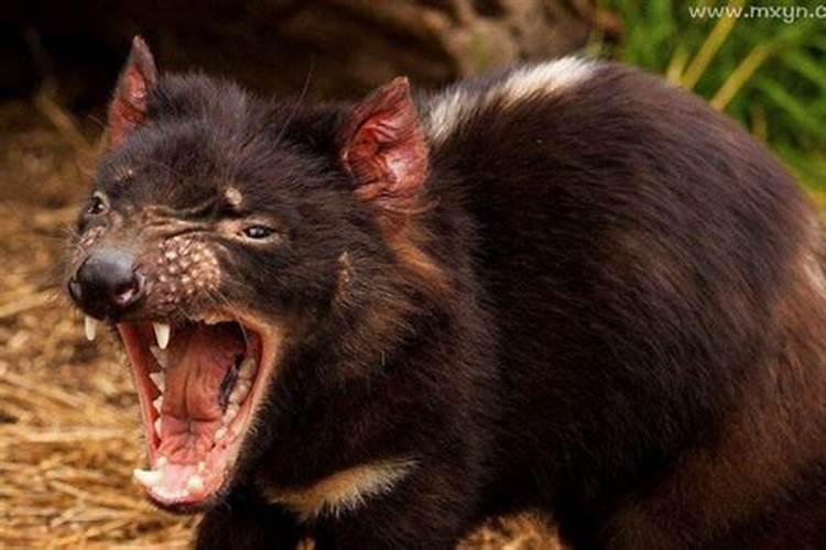 梦见姥姥家有很多小动物咬我？