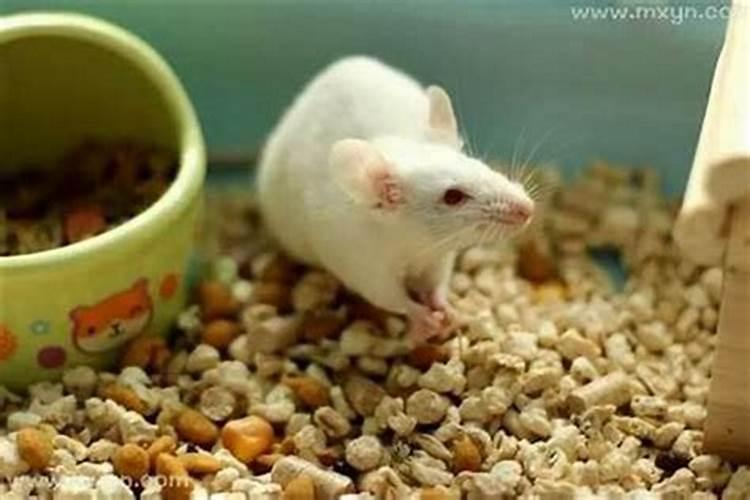 梦见老鼠是什么征兆本命年？