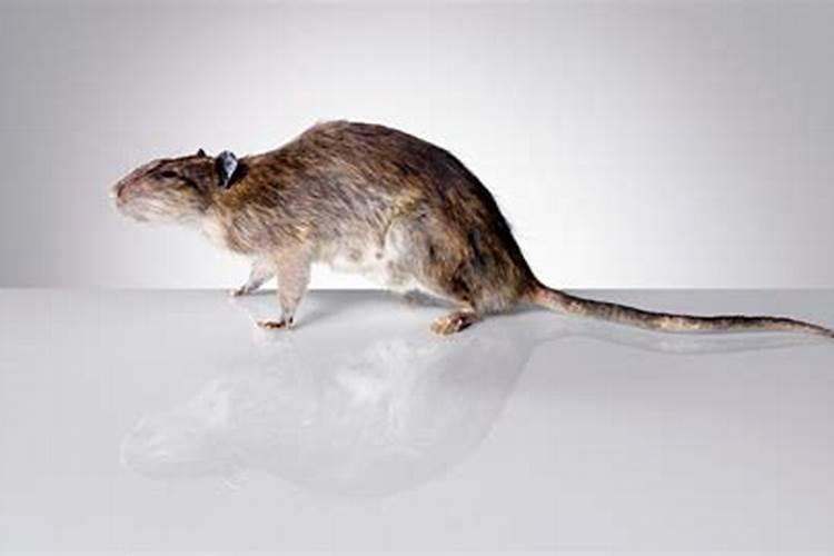 梦到老鼠到处跑是什么意思？