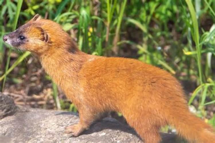 梦到黄鼠狼是什么意思？