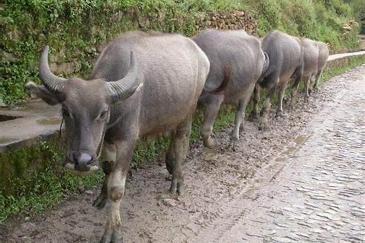 梦见牛在跑是什么预兆周公解梦？