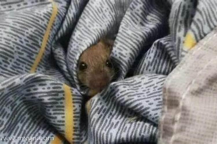 梦见老鼠爬到自己身上吓醒了