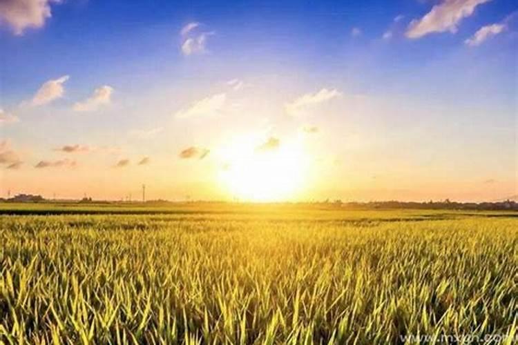 梦见田地是什么意思？