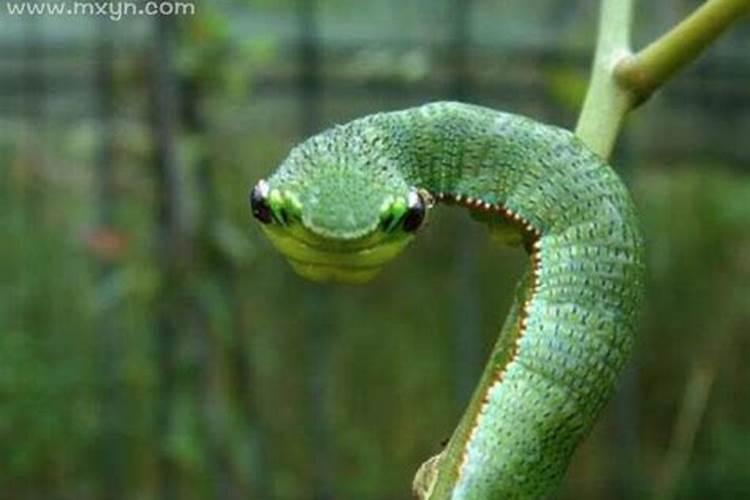 梦见蛇缠身是什么预兆女性解梦？