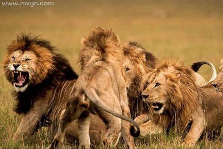 梦见狮子咬人什么预兆解梦？