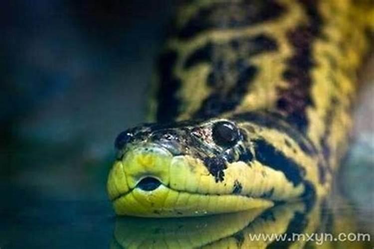 梦见蟒蛇吃亲人是什么意思？