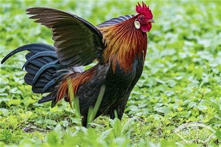 1969年属鸡女在2026年的运势