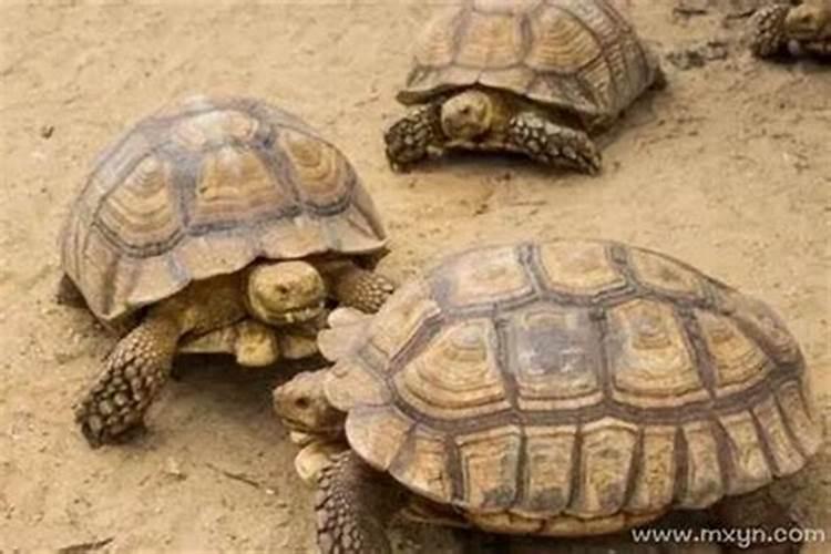 梦见很多大乌龟是什么征兆？