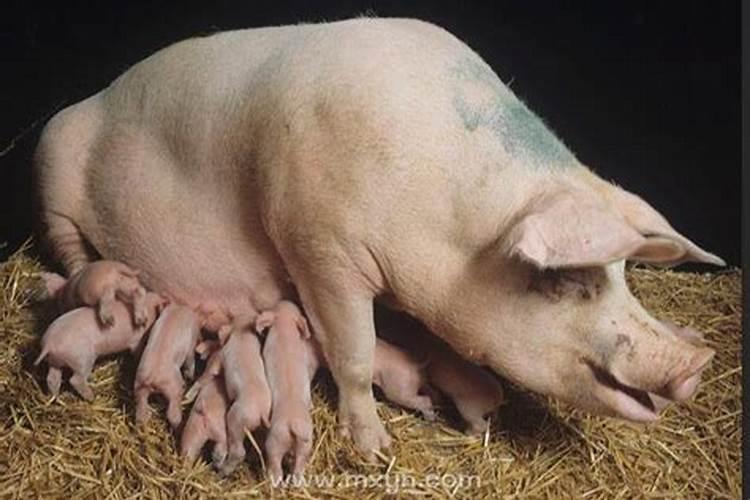 梦见很多小猪仔是什么意思？