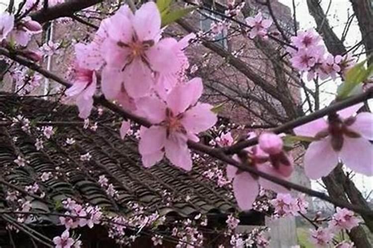 怎么破解桃花运？