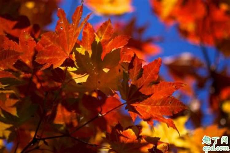 啥时候立秋几点立秋？