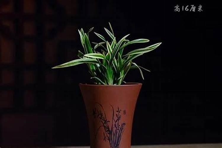 家里放什么植物转运？