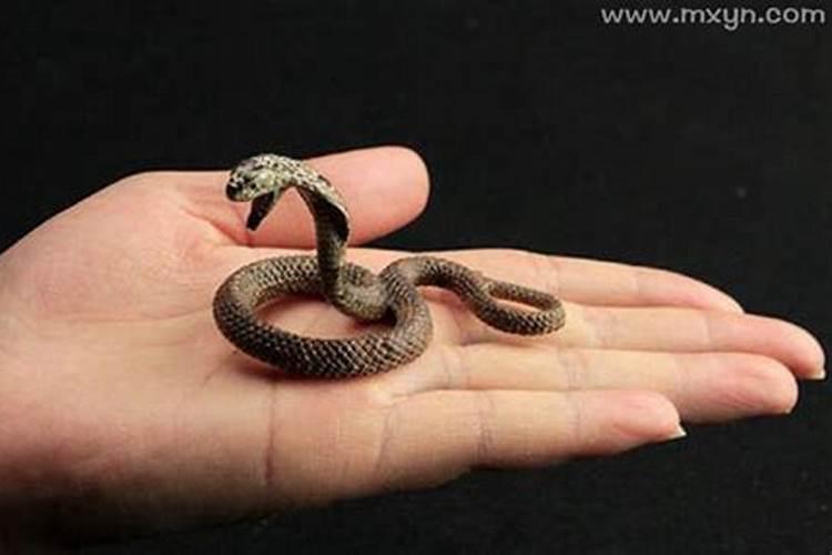 梦见好多小蛇是什么预兆女人？