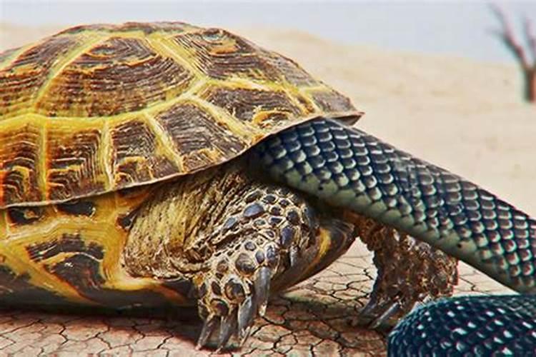 梦见蛇和乌龟是怎么回事？