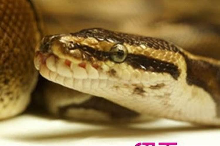 白天睡觉梦见蟒蛇什么意思？