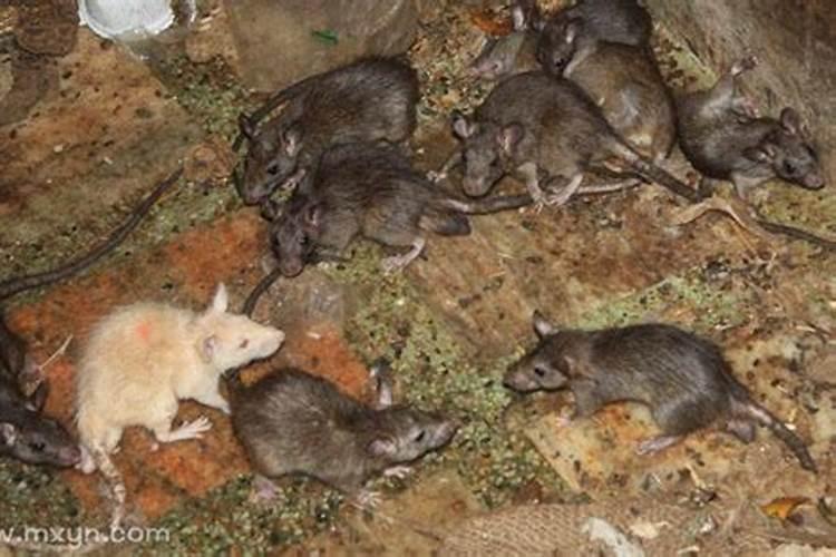 梦见很多老鼠逃窜到家里？