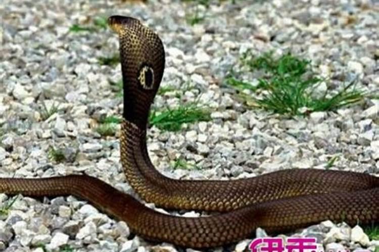 梦见女人蛇预示着什么？