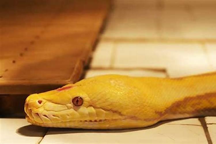 梦见红色蛇一直追我