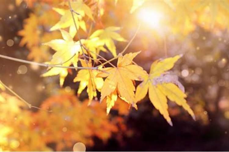 秋分在公历几月？