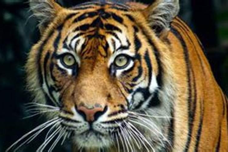 梦见老虎追赶自己有什么征兆吗？