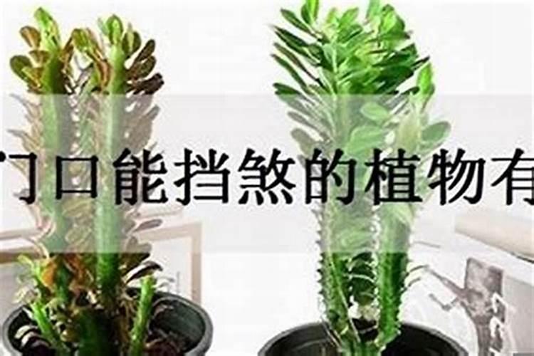化解小人的植物叫什么花？