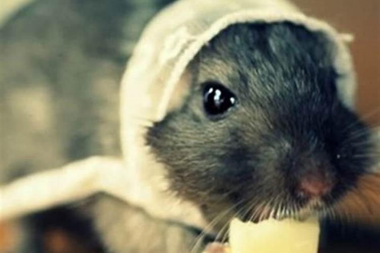 梦见老鼠咬腿不放没血