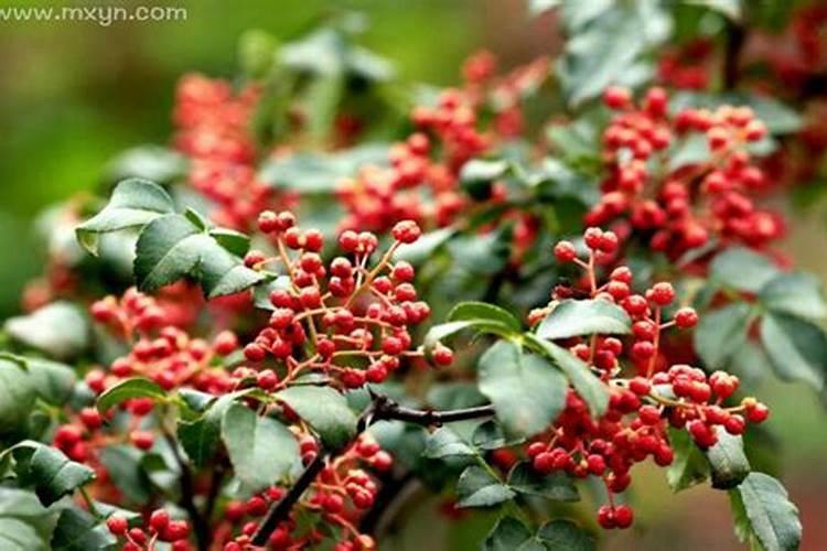 梦见花椒树是什么意思？