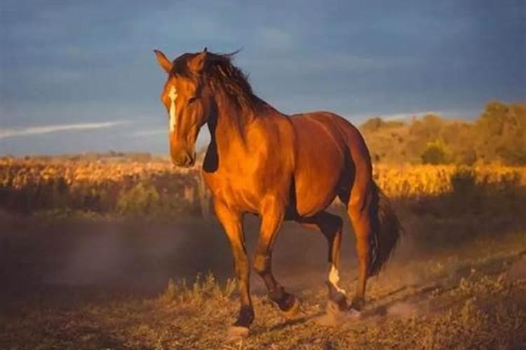 属马下半年今年运势如何？