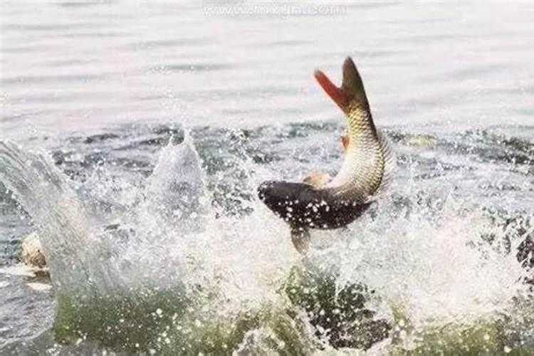 梦到鱼塘抓鱼是什么预兆？