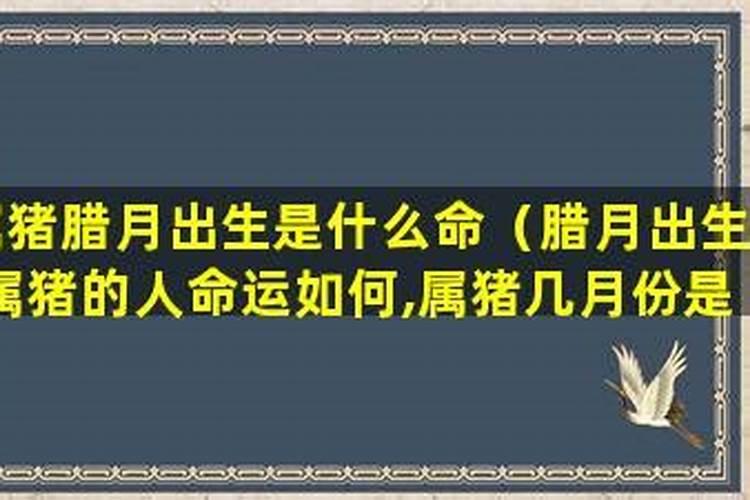 腊月的猪是什么命？