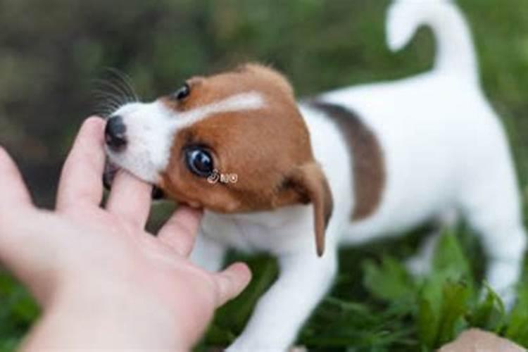 梦见狗说话什么预兆女人？