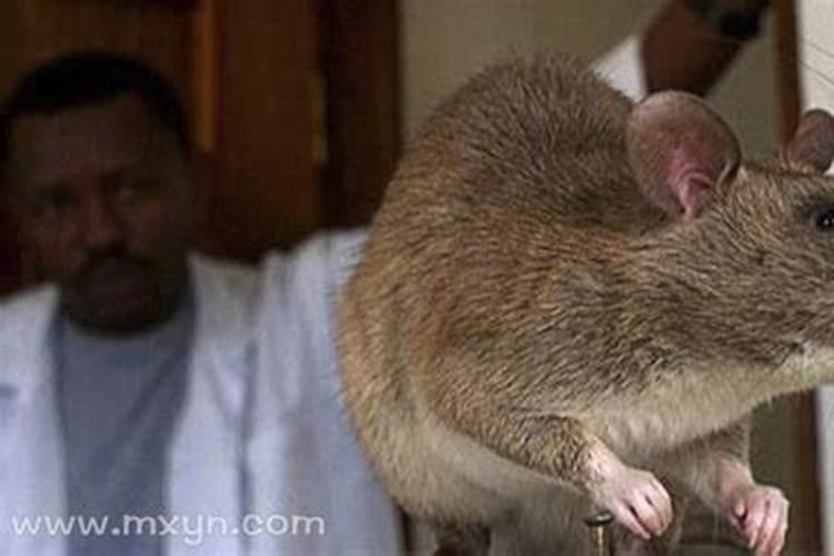 梦到大老鼠特别大男生
