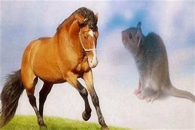 属马跟鼠合婚吗？