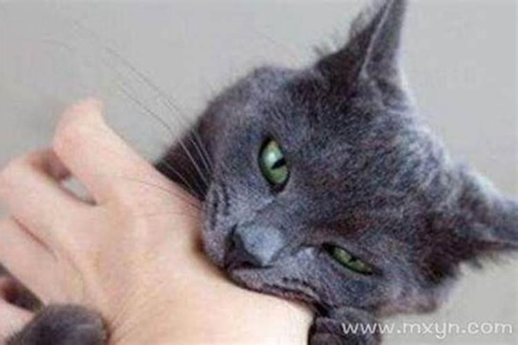 梦见很多猫咬我有什么预兆？